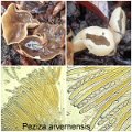 Peziza arvernensis-amf2108-1